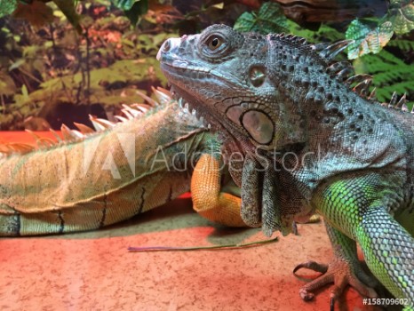 Picture of Chinese Water Dragons